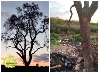 Buscan la protección para antiguo quebracho