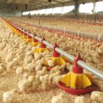 p1 créditos para actividades económicas1