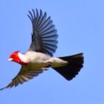 p4 – En agosto comienza una muestra virtual de aves
