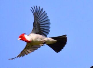 En agosto comienza una muestra virtual de aves