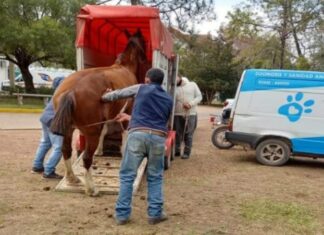 Rescataron otro caballo de la vía pública