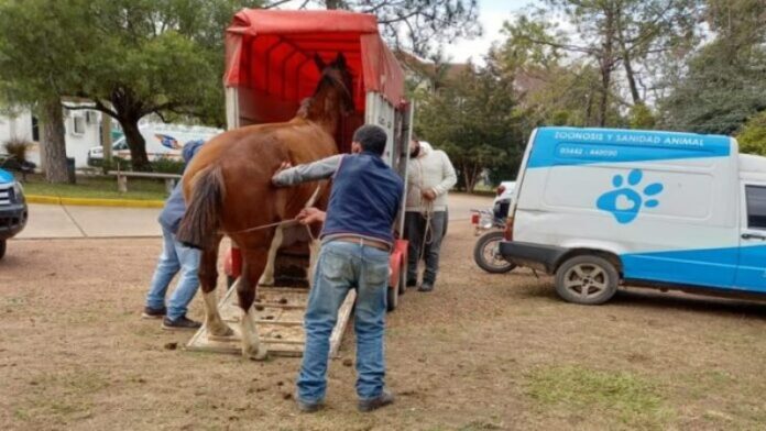 p4 - Rescataron un nuevo caballo de la vía pública