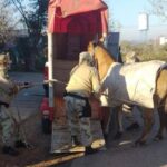 p5 – Más de 80 caballos restacados