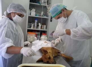 Mediante turnos se efectúan las esterilizaciones de mascotas