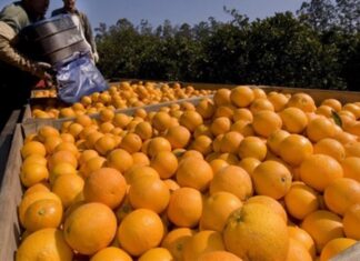 Buscan fortalecer el sector citrícola