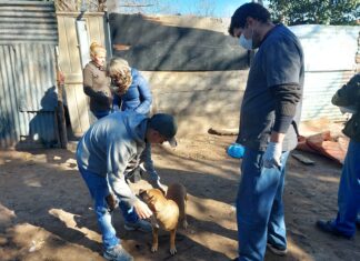 Realizaron más de dos mil castraciones gratuitas