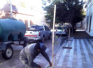 Día del Árbol: Lanzan el concurso «Encontrá un árbol nativo en tu ciudad»