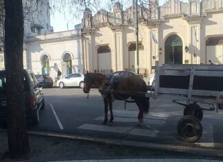 Reclamo por la incautación de caballos