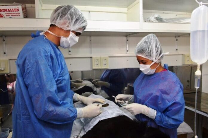 p5 - Continuan aplicando la vacunación antirrábica