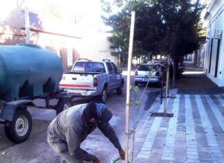 Se lanzó el certamen para identificar al árbol nativo
