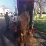 p5 recuperación de otro caballo1