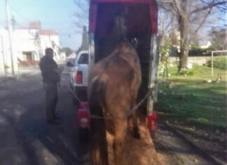 Rescataron a otro caballo que deambulaba en la calle