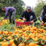 p8 – Advierten los problemas citrícolas