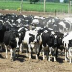 p8 – Se mejora la perspectiva