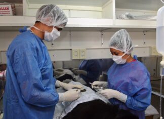 Realizan vacunación antirrábica y castraciones gratuitas
