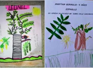 «Encontrá un árbol nativo en tu ciudad»: Fueron 158 los trabajos en el concurso por el Día del Árbol