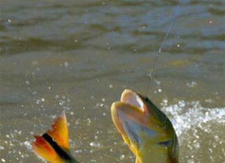 Río Uruguay: El lunes comienza la veda para la pesca del Dorado hasta el 31 de diciembre