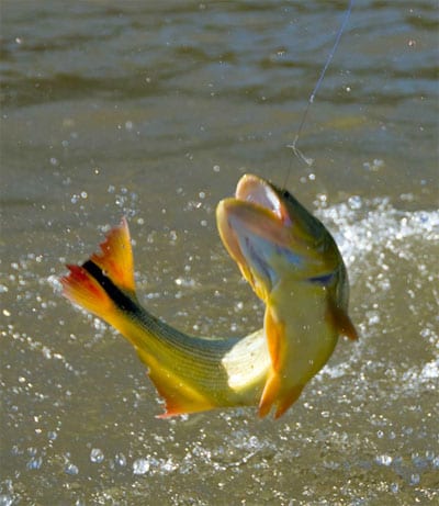 dorados