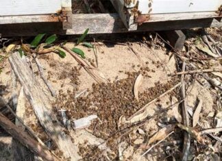 Alertaron de la masiva mortandad de abejas por el uso de insecticidas