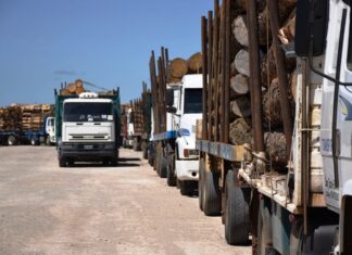 Reafirman la estrategia para el desarrollo forestal