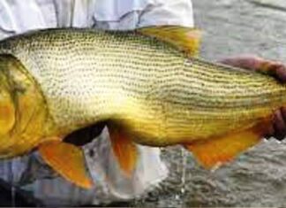 Rige la veda para la pesca del dorado