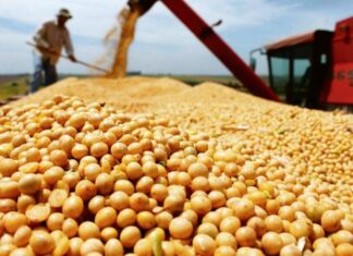Liquidación récord de los agroexportadores