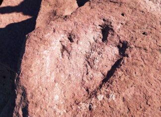 Increíble hallazgo en la Patagonia: Prefectura encontró huellas de dinosaurio