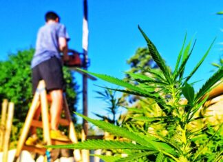 Responsabilidades y beneficios del autocultivo