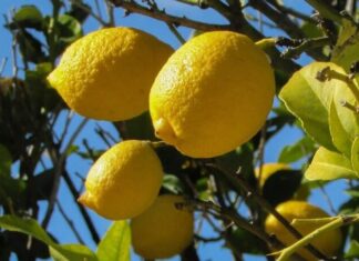 Nutrición. El limón, producto de alto consumo