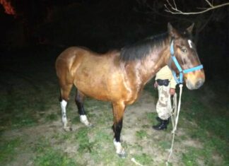 Otro caballo fue rescatado de la vía pública