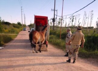 Rescataron a otro caballo de la vía pública