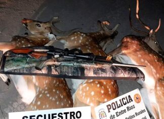 Detuvieron a furtivos que transportaban ciervos