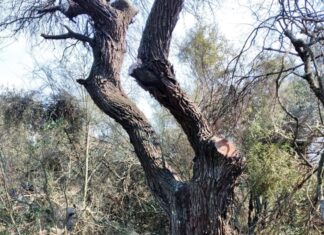 Ordenamiento territorial de los bosques nativos
