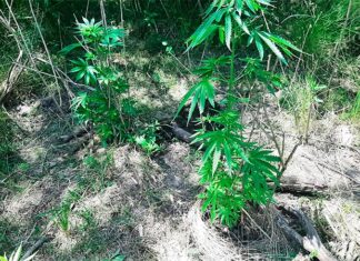 Ruralista denunció hallazgo de plantas de marihuana