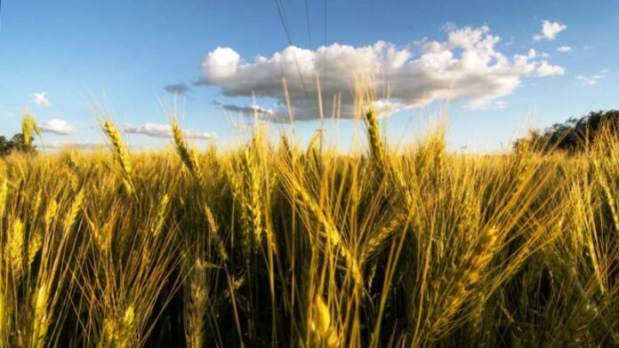 Pagina 20 28 de noviembre 2021 Las criptomonedas ya se vinculan con agronegocios