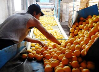 Dan beneficios para el empaques de frutas