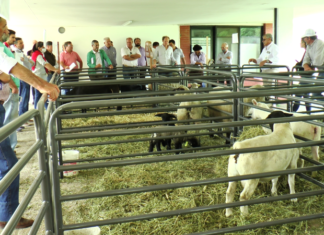 INTA. Principales problemáticas en la producción ovina