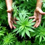 Pagina 18-19 12 de diciembre 2021 La inscripción en los registros ha logrado disminuir la persecución a los cultivadores2