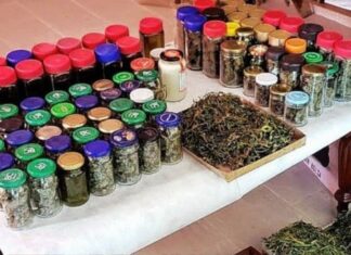 La justicia ordenó devolver el cannabis que cultivaban