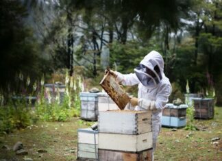 Entregan créditos por $2 millones a apicultores