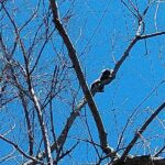 p4 un mono en bnaco pelay y paso vera1