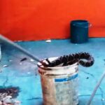 p4 yarará en un lavarropas1