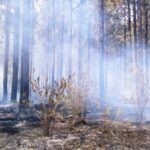 p8 – Se produjo un incendio forestal cerca de “El Palmar”