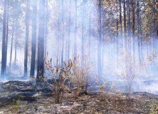 Se produjo un incendio forestal cerca de “El Palmar”
