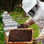 p8 abejas