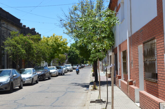 Arbolado Urbano - Centro (3)