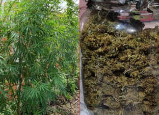 Buscaban una moto robada y encontraron un vivero de marihuana