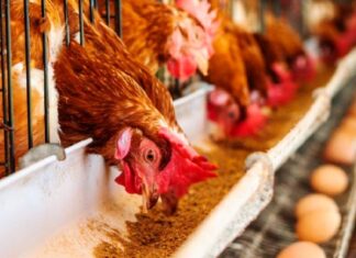 El precio de los huevos jaquea a las avícolas