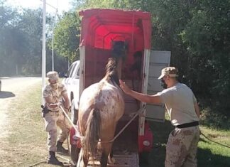 Enviaron otro caballo al refugio