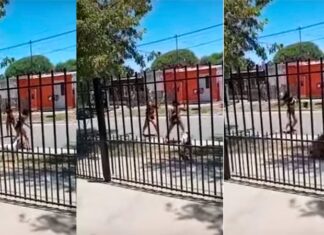 Viale. Pelea de mujeres a machetes, palos y cadenas